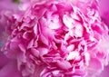 Beautiful pink peony background in vintage style. Beautiful flowers, peonies. A bouquet of pink pawns background. Lush petals of