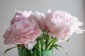 Beautiful pink peony background in vintage style. Beautiful flowers, peonies. Royalty Free Stock Photo