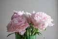 Beautiful pink peony background in vintage style. Beautiful flowers, peonies. Royalty Free Stock Photo