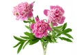Beautiful pink peony bunch isolated on white background, closeup Royalty Free Stock Photo