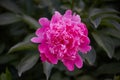 Beautiful pink peony close-up on a dark background. Spring flowers, bloom, romance Royalty Free Stock Photo