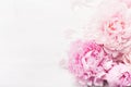 Beautiful pink peony flower background Royalty Free Stock Photo