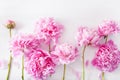 Beautiful pink peony flower background Royalty Free Stock Photo