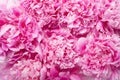 Beautiful pink peony flower background Royalty Free Stock Photo