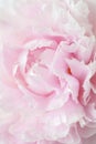 Beautiful pink peony flower background Royalty Free Stock Photo