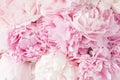 Beautiful pink peony flower background Royalty Free Stock Photo