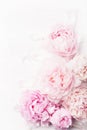 Beautiful pink peony flower background Royalty Free Stock Photo