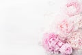 Beautiful pink peony flower background Royalty Free Stock Photo