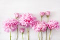 Beautiful pink peony flower background Royalty Free Stock Photo