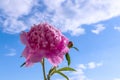 Peony flower against blue sky baackground. Royalty Free Stock Photo