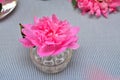 bright pink peony flower in glass rose bowl closeup Royalty Free Stock Photo