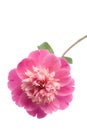 Beautiful pink peony flower isolated Royalty Free Stock Photo