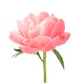 Beautiful pink peony flower isolated on white background Royalty Free Stock Photo