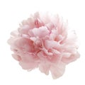 Beautiful pink peony flower isolated on white Royalty Free Stock Photo