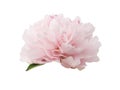 Beautiful pink peony flower isolated on white Royalty Free Stock Photo