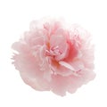 Beautiful pink peony flower isolated on white Royalty Free Stock Photo