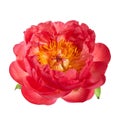 Beautiful pink peony flower isolated on white background Royalty Free Stock Photo