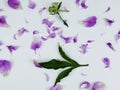 Beautiful pink peony flower isolated