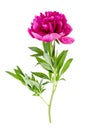 Beautiful pink peony flower isolated on white background. Royalty Free Stock Photo