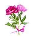 Beautiful pink peony flower isolated on white background. Royalty Free Stock Photo