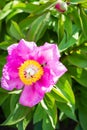 Beautiful pink peony flower with pollinator wasp. Summer is blooming and fragrant. Close-up. Royalty Free Stock Photo