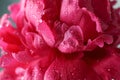 Beautiful pink peony flower with water drops against dark background Royalty Free Stock Photo