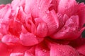 Beautiful pink peony flower with water drops against  dark background, closeup Royalty Free Stock Photo