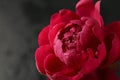 Beautiful pink peony flower with water drops against dark background, closeup Royalty Free Stock Photo