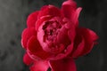 Beautiful pink peony flower with water drops against dark background, closeup Royalty Free Stock Photo