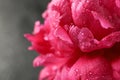 Beautiful pink peony flower with water drops against  dark background, closeup Royalty Free Stock Photo