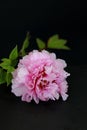 Beautiful pink peony flower with water drops isolated on dark background. Copy space