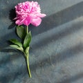 Beautiful pink peony flowers on blue grey table with copy space for your text top view and flat lay style. Royalty Free Stock Photo