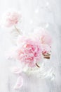 Beautiful pink peony flowers bouquet in vase Royalty Free Stock Photo