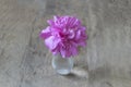 Beautiful pink peony flowers bouquet in vase on wooden background Royalty Free Stock Photo