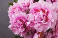 Beautiful pink peony flowers in full bloom on grey concrete background Royalty Free Stock Photo