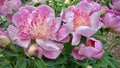 Beautiful pink peony flowers, fully blooming.