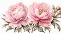 Beautiful pink peony flowers with leaves. Hand drawn watercolor illustration