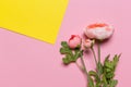 Beautiful pink peony flowers. top view Royalty Free Stock Photo