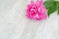 Beautiful pink peony flowers on white table with copy space for your text. top view and flat lay romantic concept. Royalty Free Stock Photo