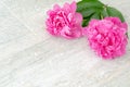Beautiful pink peony flowers on white table with copy space for your text. top view and flat lay romantic concept. Royalty Free Stock Photo