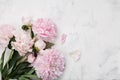 Beautiful pink peony flowers on white stone background with copy space for your text top view and flat lay style. Royalty Free Stock Photo