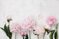 Beautiful pink peony flowers on white stone table with copy space for your text top view and flat lay style.