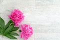 Beautiful pink peony flowers on white table with copy space for your text. top view and flat lay romantic concept. Royalty Free Stock Photo