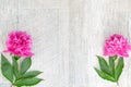 Beautiful pink peony flowers on white table with copy space for your text. top view and flat lay romantic concept. Royalty Free Stock Photo