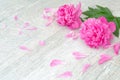 Beautiful pink peony flowers on white table with copy space for your text. top view and flat lay romantic concept. Royalty Free Stock Photo