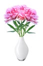 Beautiful pink peony flowers in white vase isolated on white Royalty Free Stock Photo
