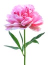 Beautiful pink peony isolated on white background Royalty Free Stock Photo