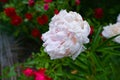 Pink peony blooms in the garden surrounded by roses.