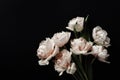 Beautiful pink peony tulip flowers on black background. Vintage floral composition