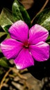 Beautiful Pink Periwinkle Flower Closeup Royalty Free Stock Photo